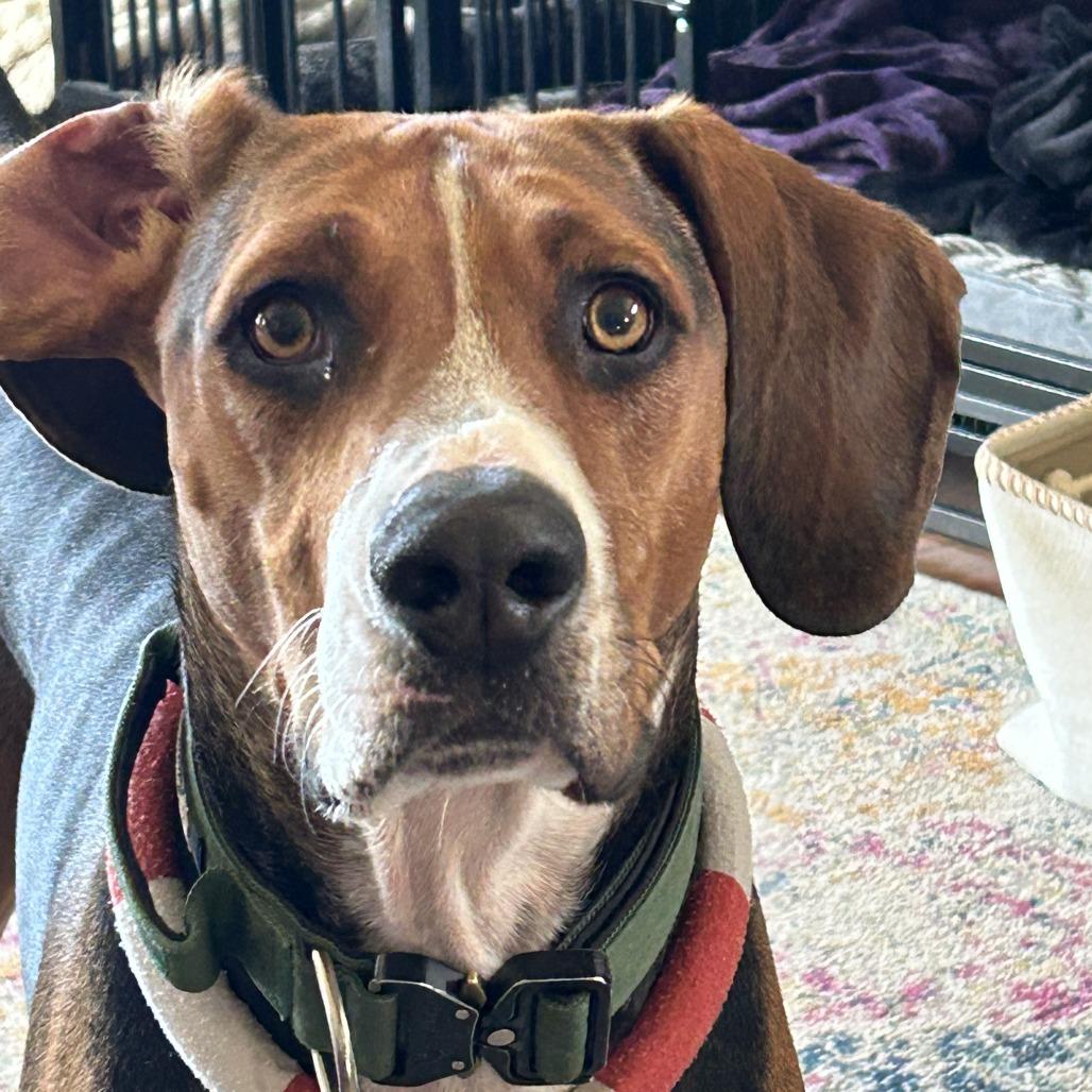 Enlarge Copper, a Adoptable mixed breed in Colorado Springs, CO image 3/6