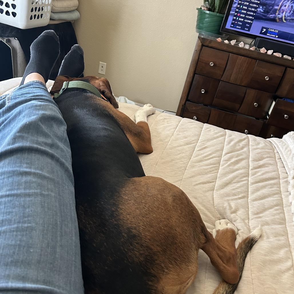 Enlarge Copper, a Adoptable mixed breed in Colorado Springs, CO image 4/6