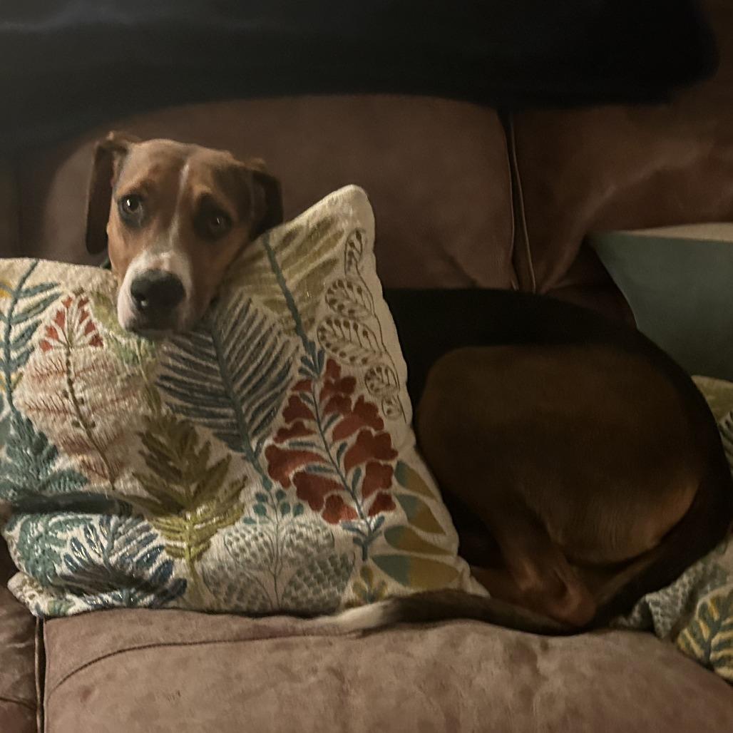 Enlarge Copper, a Adoptable mixed breed in Colorado Springs, CO image 5/6