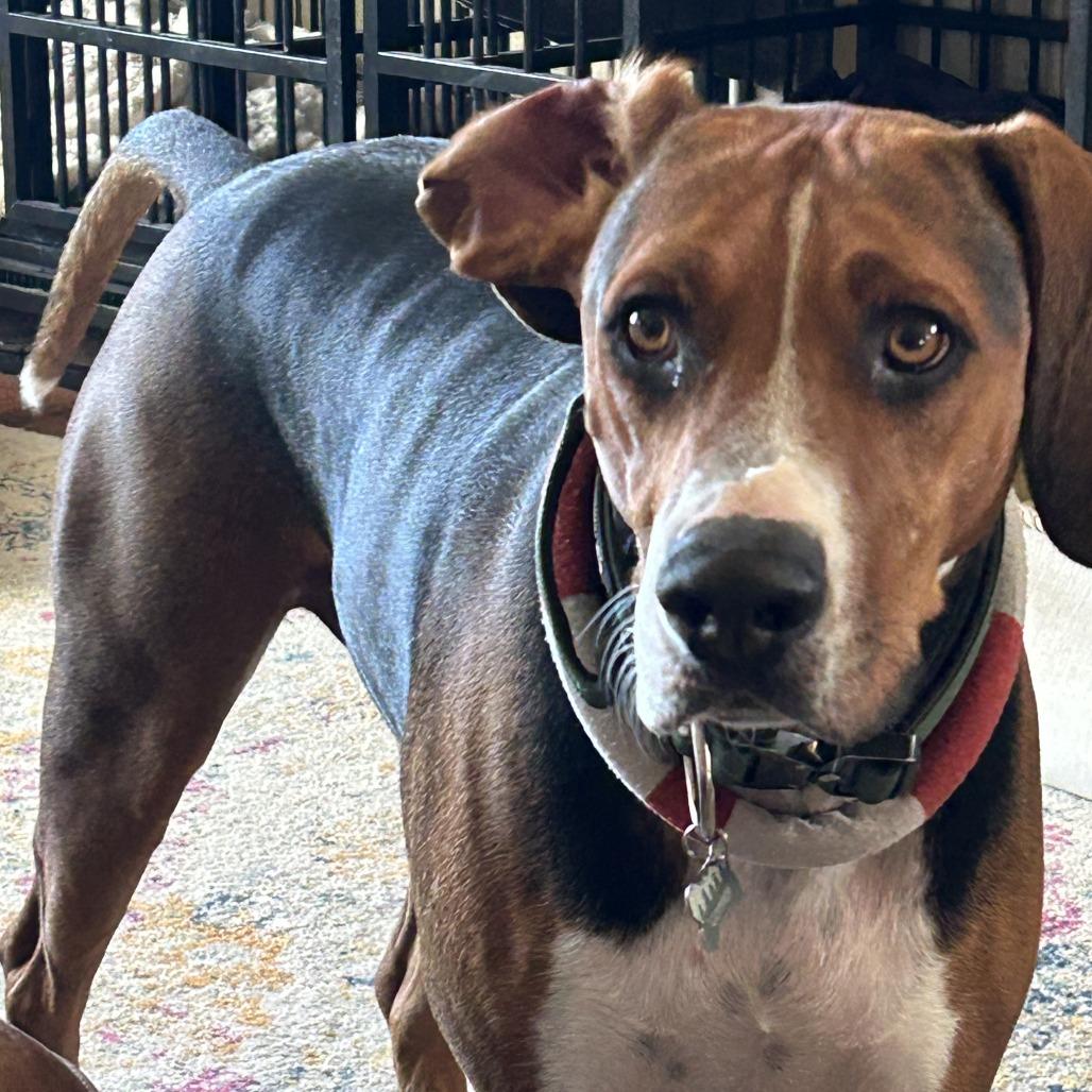 Enlarge Copper, a Adoptable mixed breed in Colorado Springs, CO image 6/6