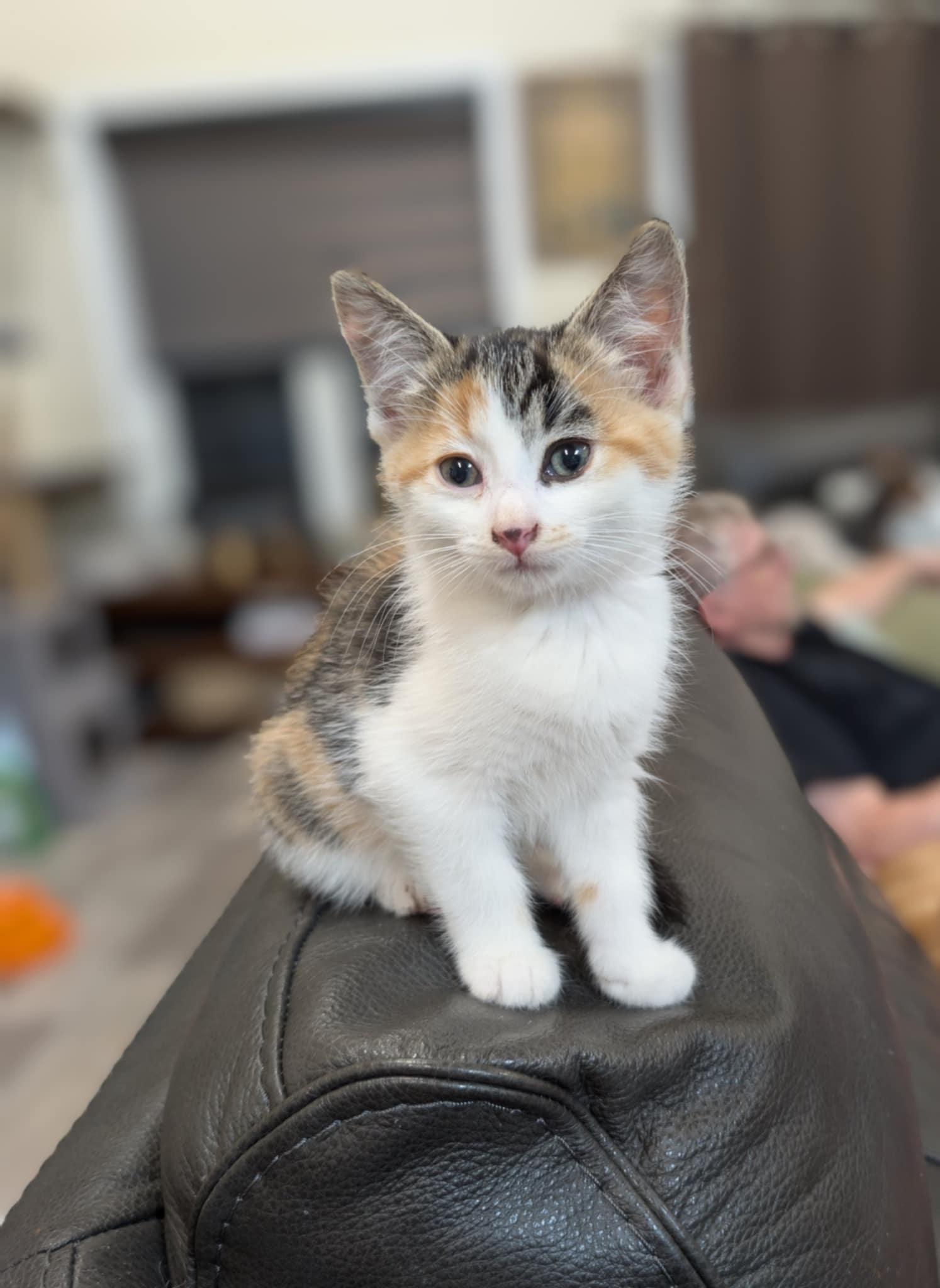 Cookie, an adoptable Manx in Winnipeg, MB, R2W 2B3 | Photo Image 1