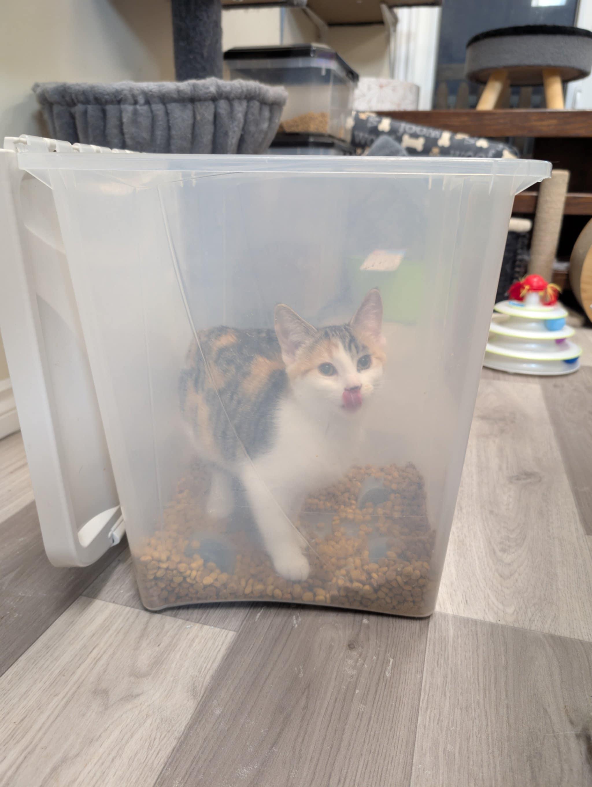 Cookie, an adoptable Manx in Winnipeg, MB, R2W 2B3 | Photo Image 4