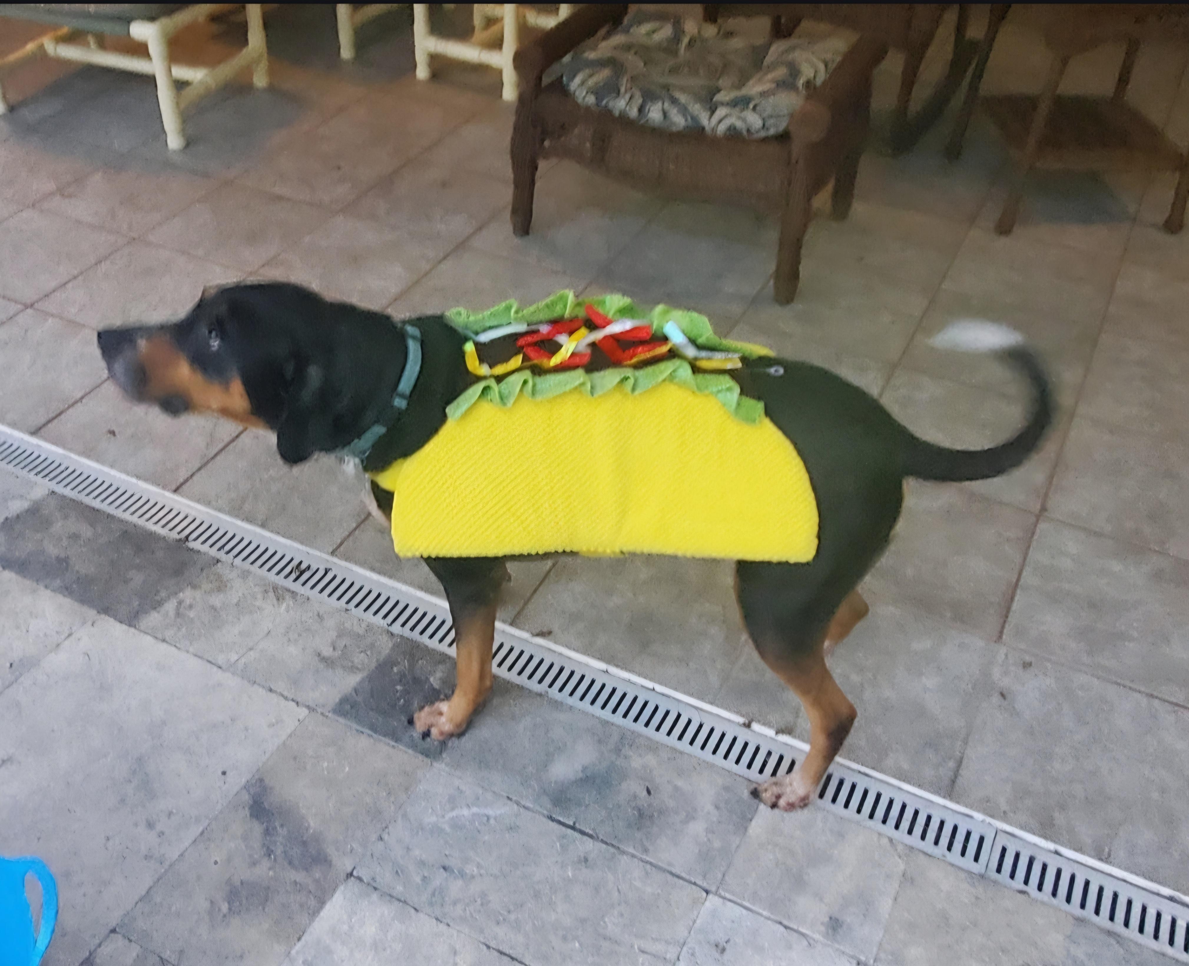 Enlarge Tipper, a ADOPTABLE mixed breed in Gainesville, FL image 3/3