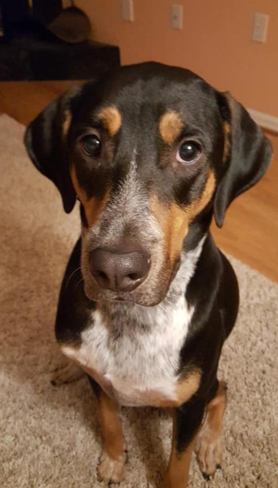 Tipper, ADOPTABLE, Senior Male Hound.