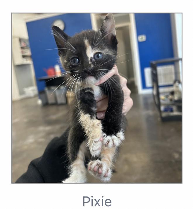 Pixie, Adoptable, Kitten Female Domestic Short Hair.