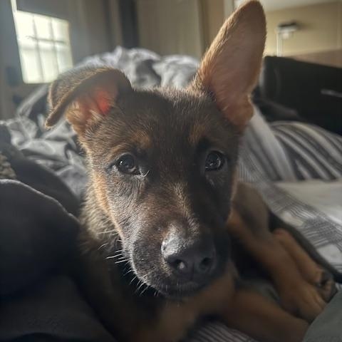 Chai, Adoptable, Puppy Female Belgian Shepherd / Malinois.