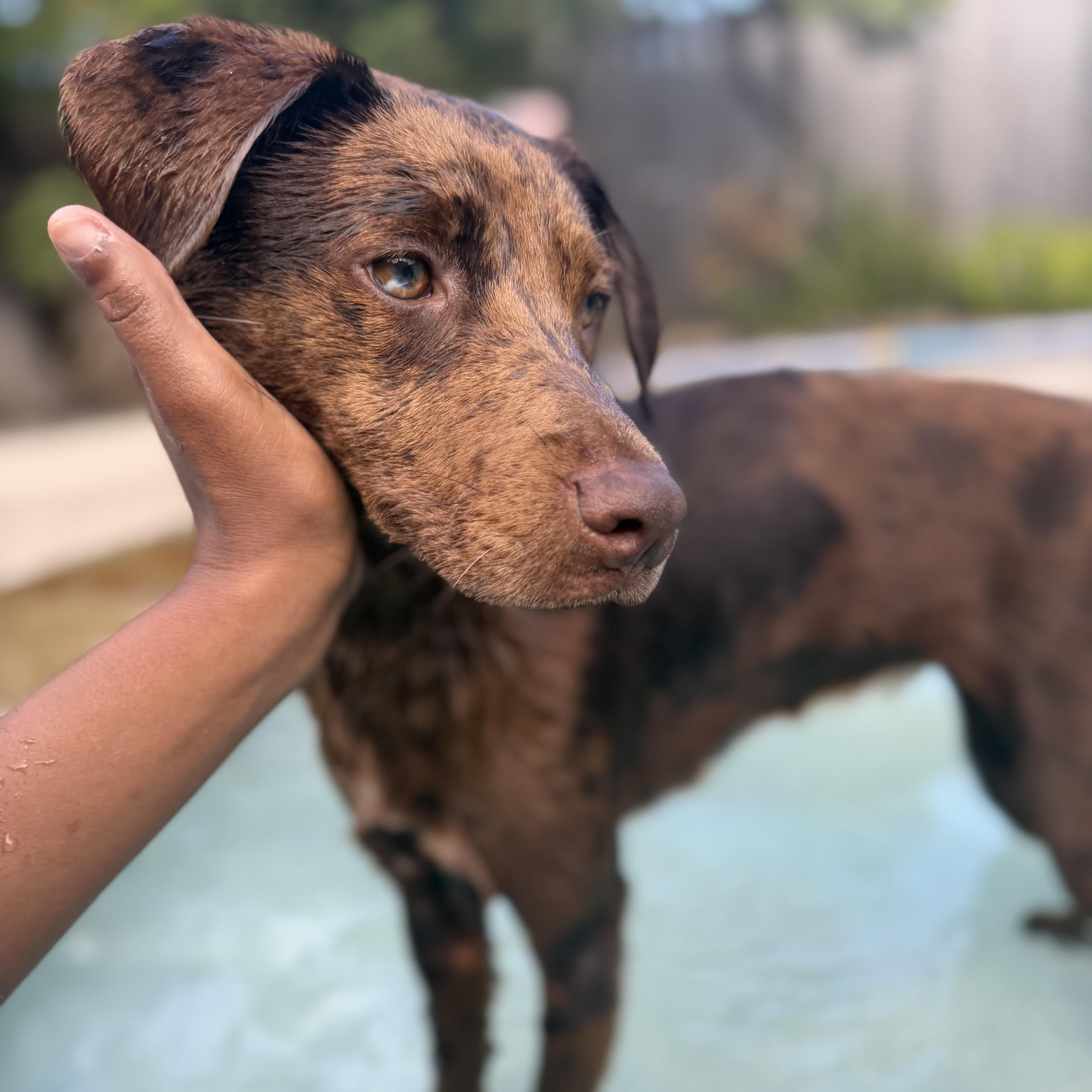 Enlarge Billie Jean, a Adopted mixed breed in Winnetka, IL image 1/6