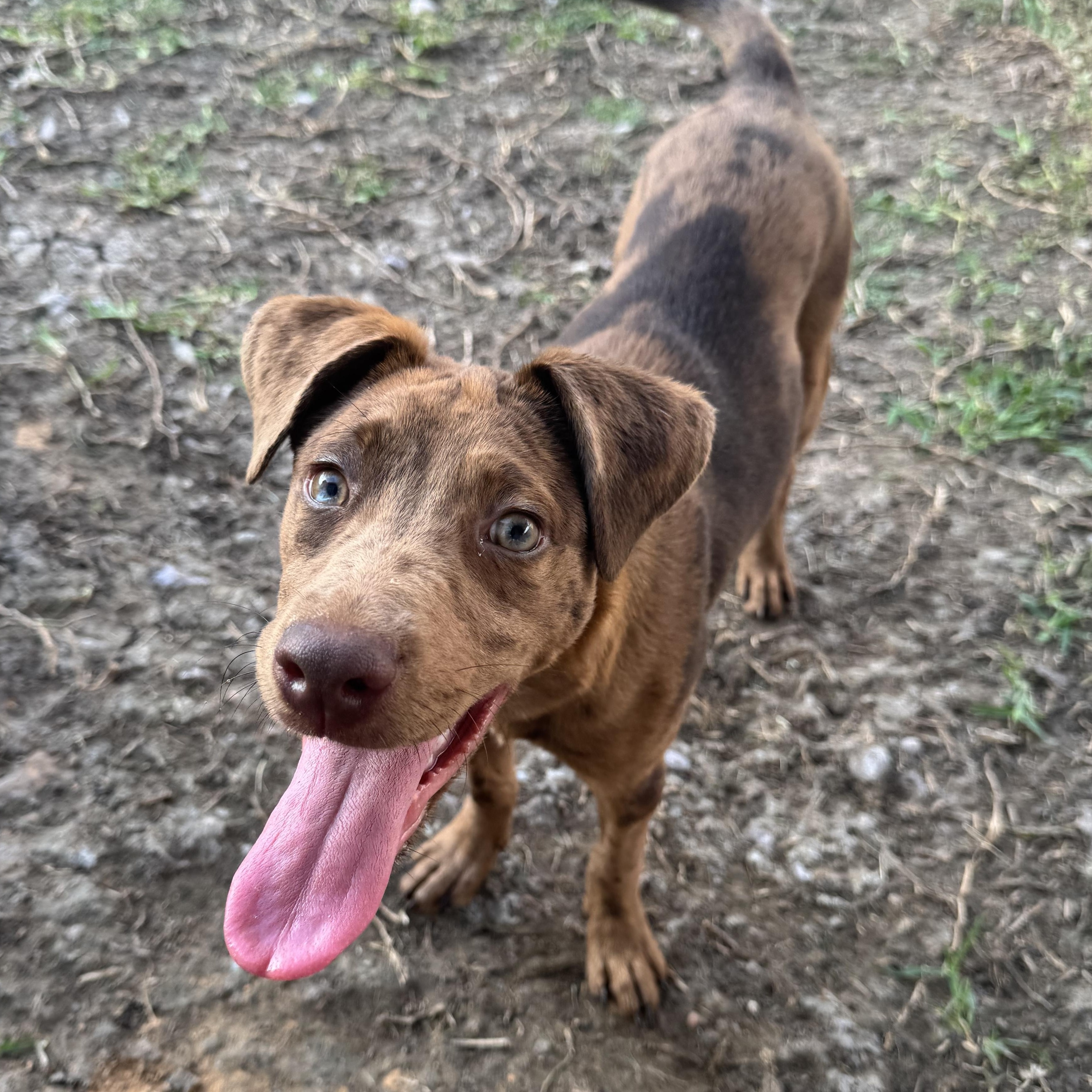 Enlarge Billie Jean, a Adopted mixed breed in Winnetka, IL image 2/6