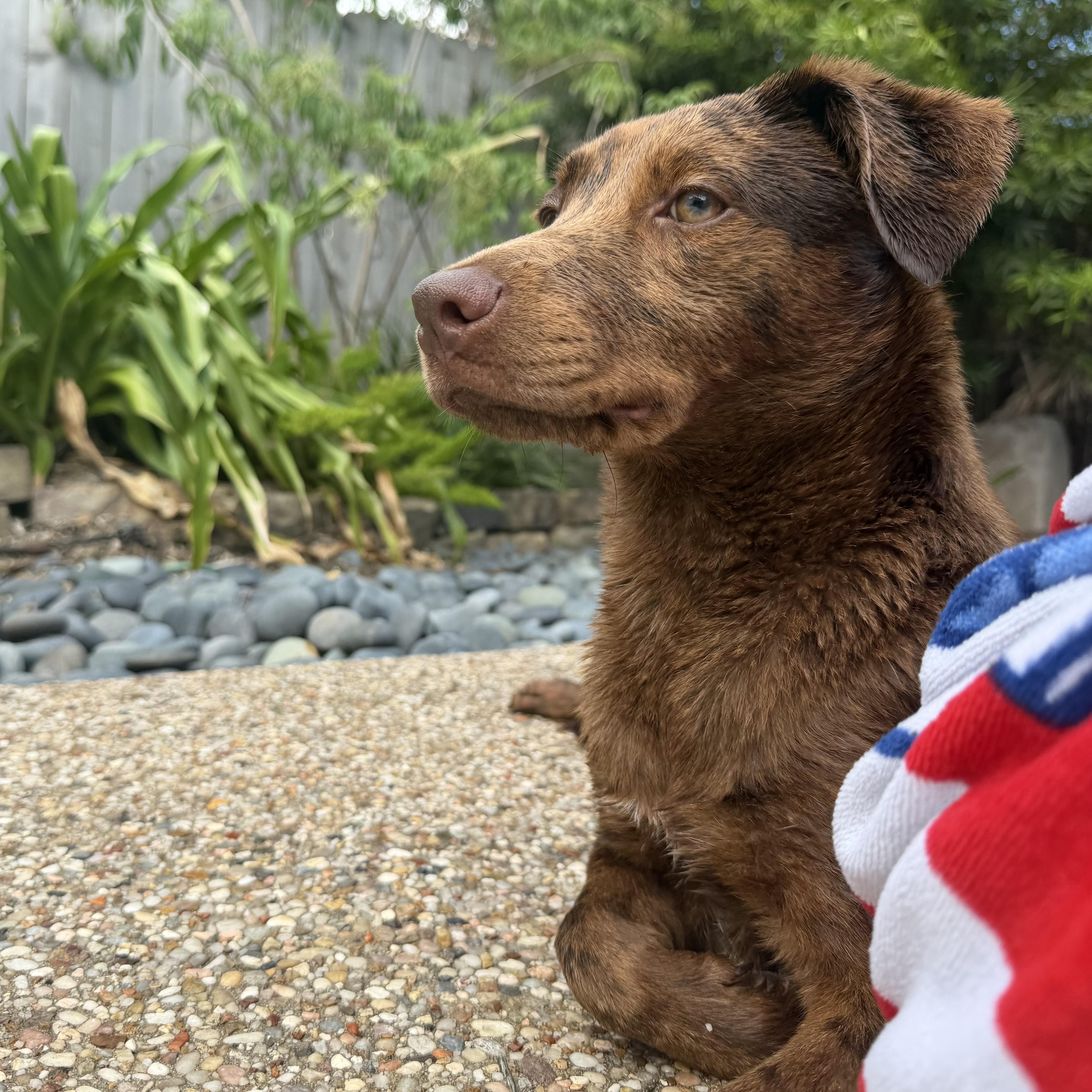 Enlarge Billie Jean, a Adopted mixed breed in Winnetka, IL image 3/6