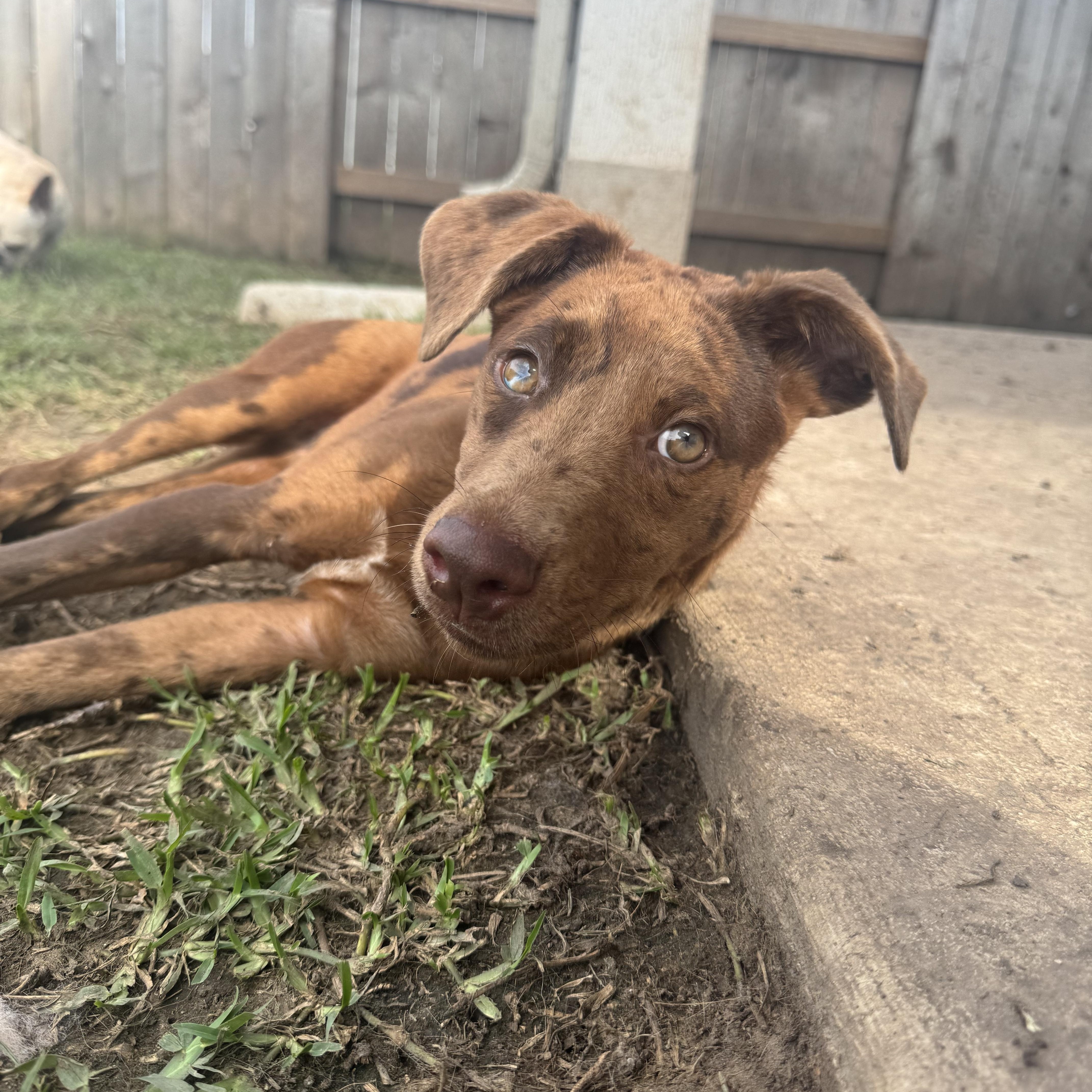 Enlarge Billie Jean, a Adopted mixed breed in Winnetka, IL image 5/6