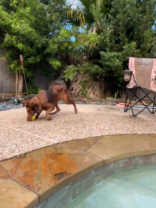 Enlarge Billie Jean, a Adopted mixed breed in Winnetka, IL video 4/6