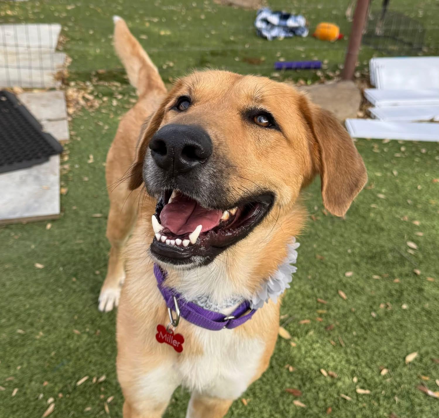 Spirit, ADOPTABLE, Adult Female Turkish Kangal & Black Mouth Cur.