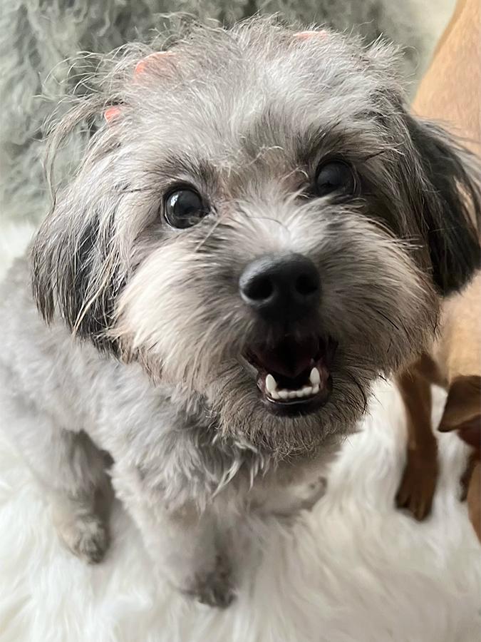 Sofie, adopted, Young Female Maltipoo.