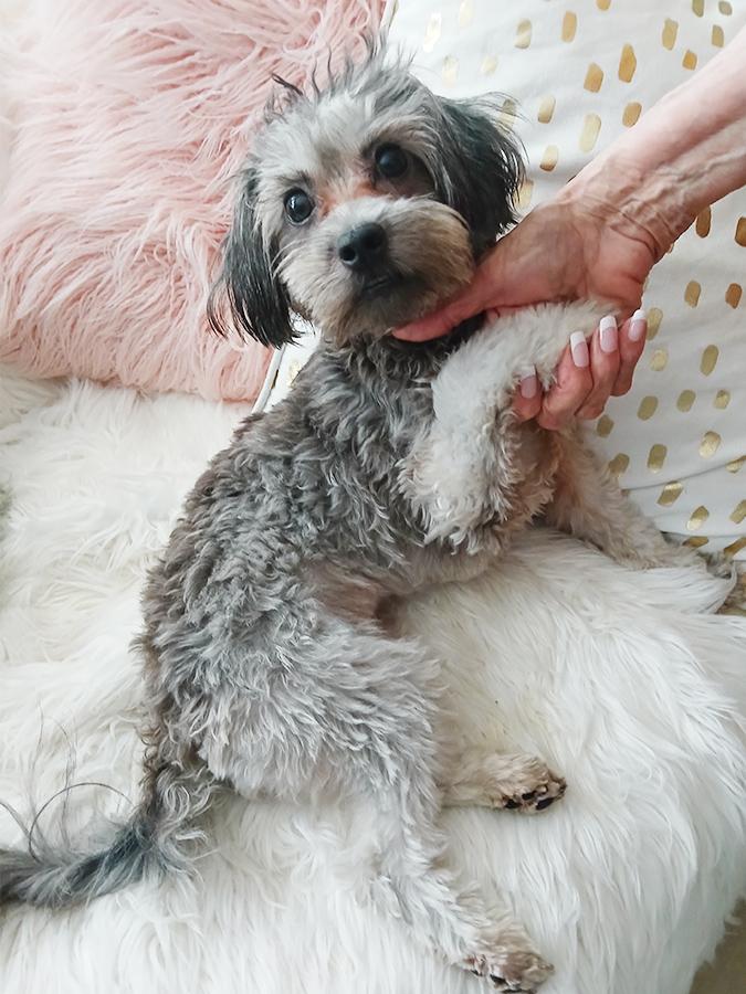 Enlarge Sofie, an adopted Maltipoo in Marina Del Rey, CA image 2/2