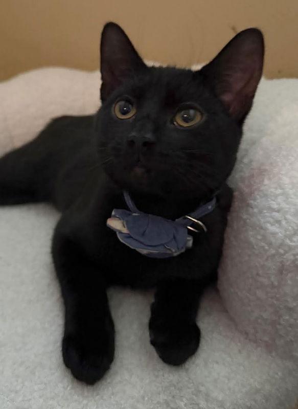 Bridgerton, a Adopted mixed breed in Knoxville, TN image 1/3