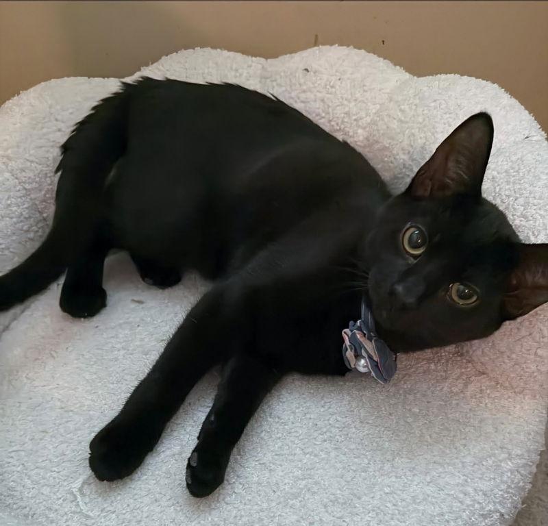 Bridgerton, a Adopted mixed breed in Knoxville, TN image 2/3