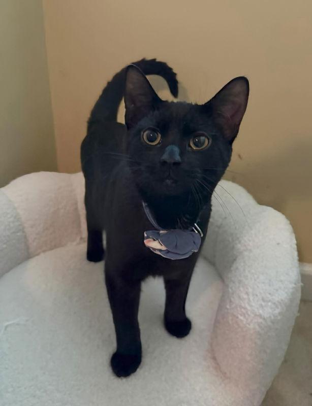 Bridgerton, a Adopted mixed breed in Knoxville, TN image 3/3