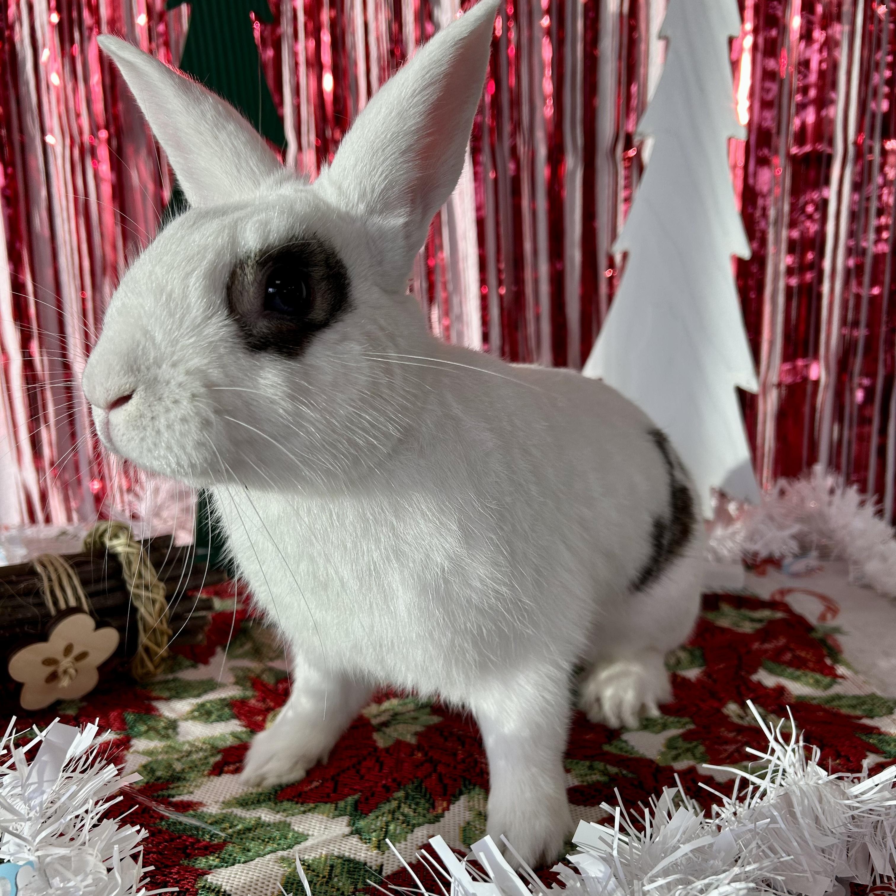 Basil, Adoptable, Adult Male Bunny Rabbit.