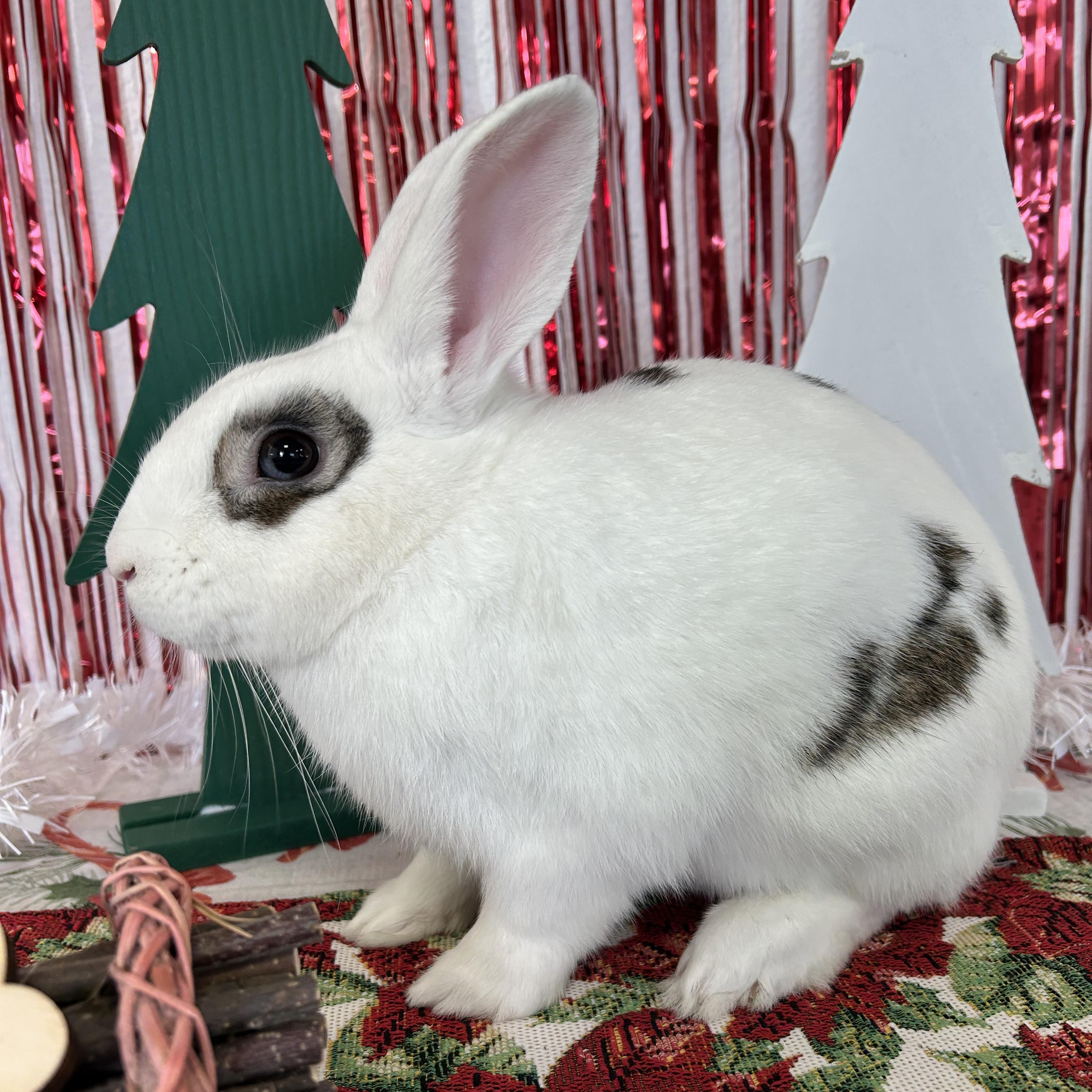 Enlarge Basil, a Adoptable Bunny Rabbit in Long Beach, CA image 2/3