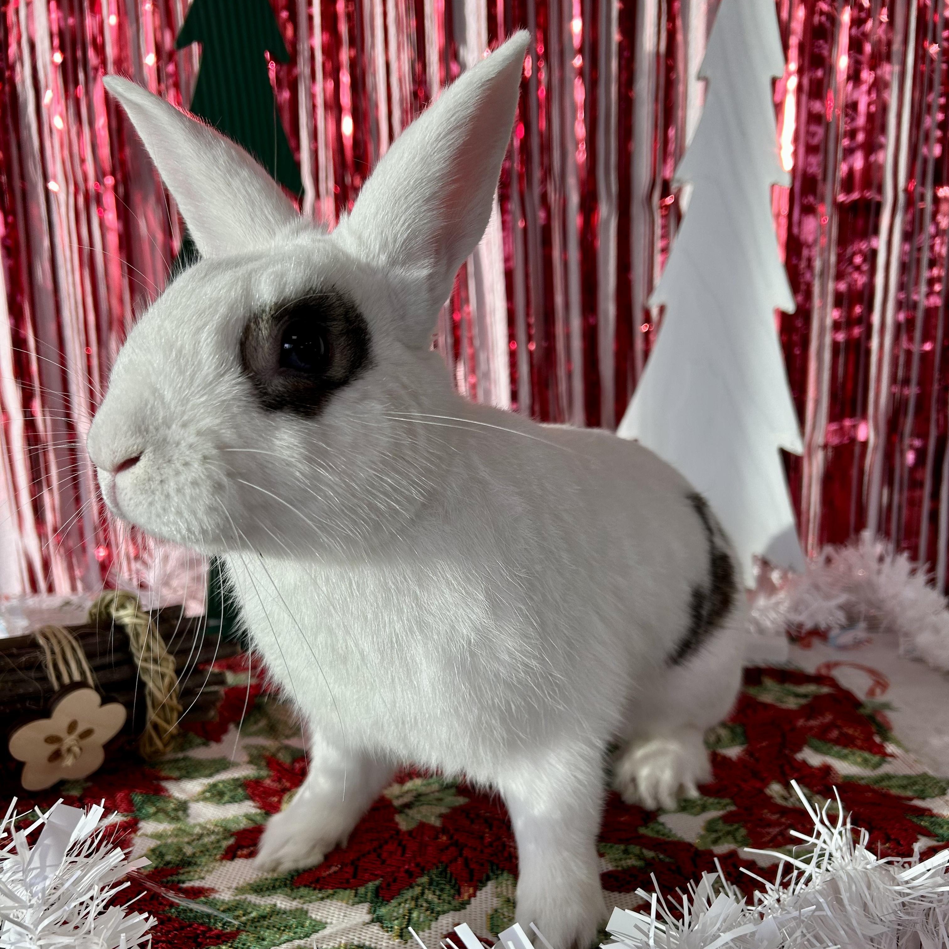 Enlarge Basil, a Adoptable Bunny Rabbit in Long Beach, CA image 3/3