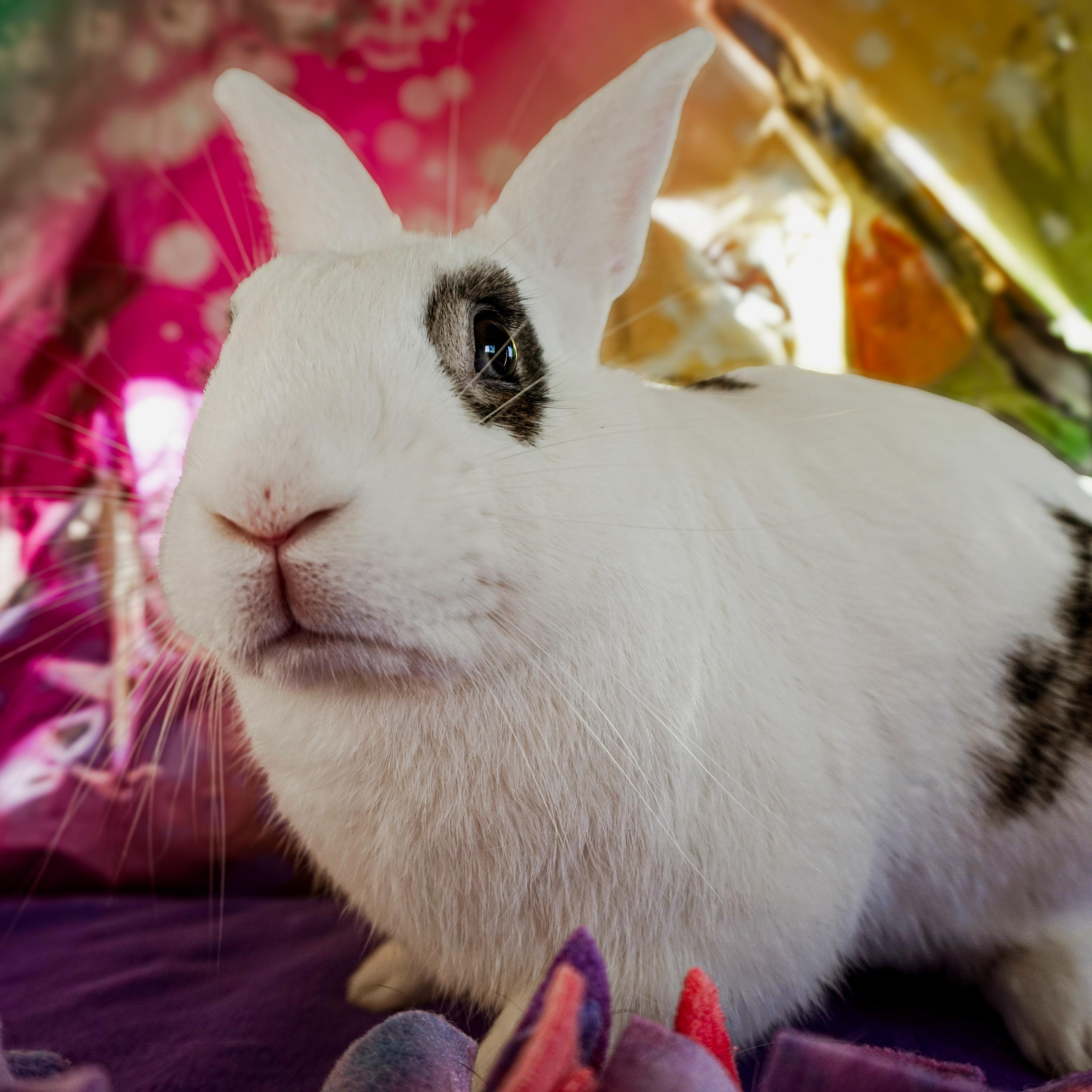 Basil, Adoptable, Adult Male Bunny Rabbit.
