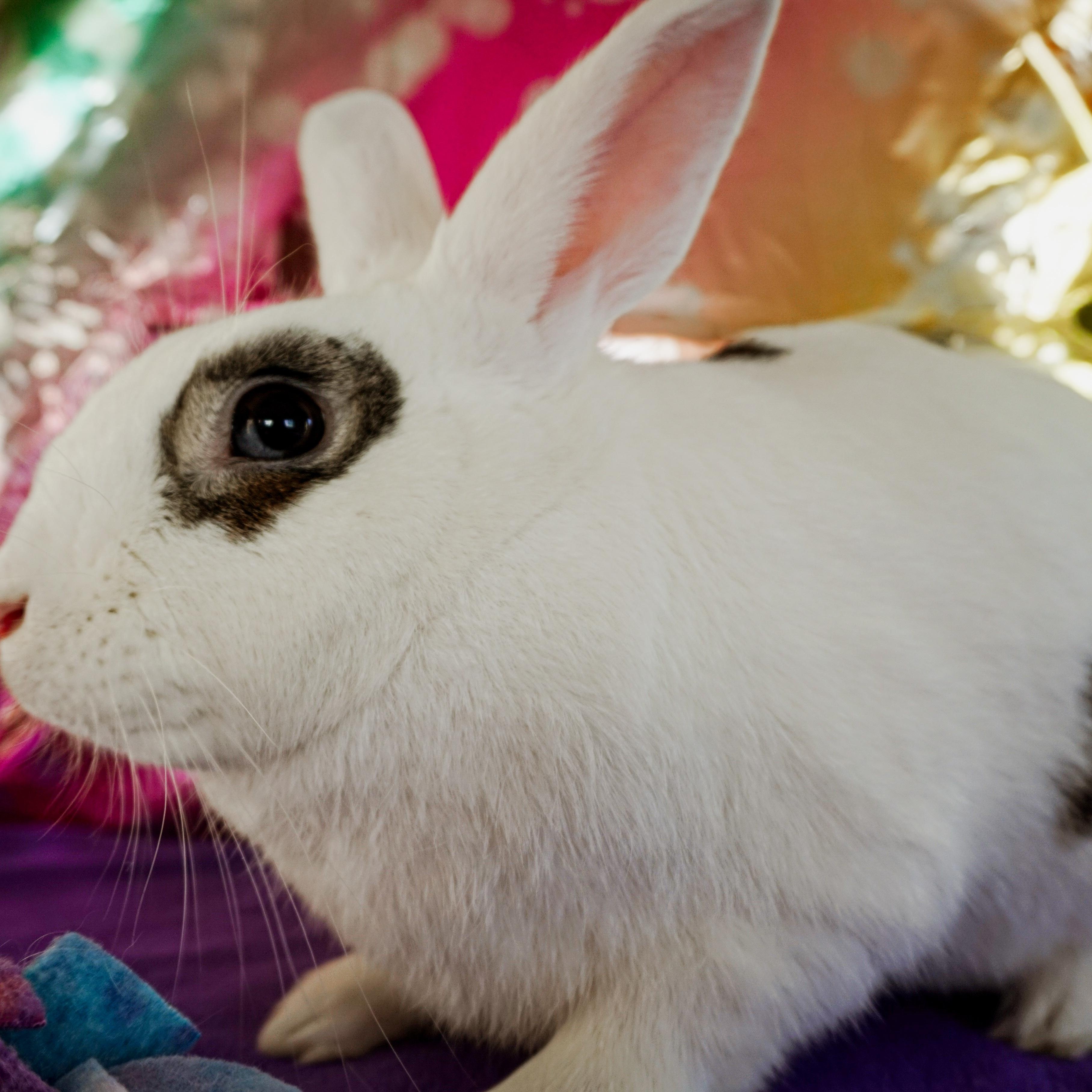 Enlarge Basil, a Adoptable Bunny Rabbit in Long Beach, CA image 2/3