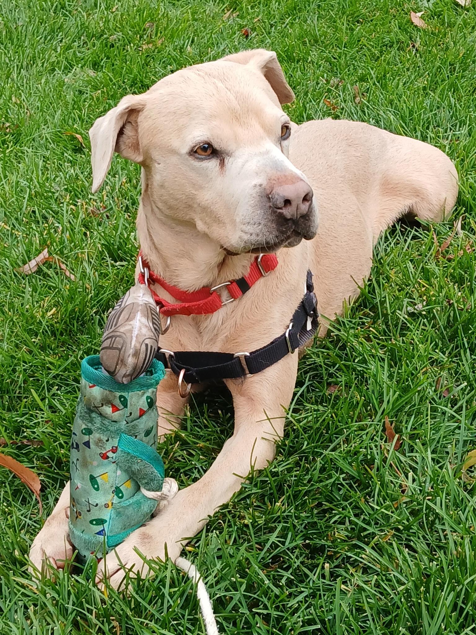 Ocean, Adoptable, Young Male Labrador Retriever & Hound.