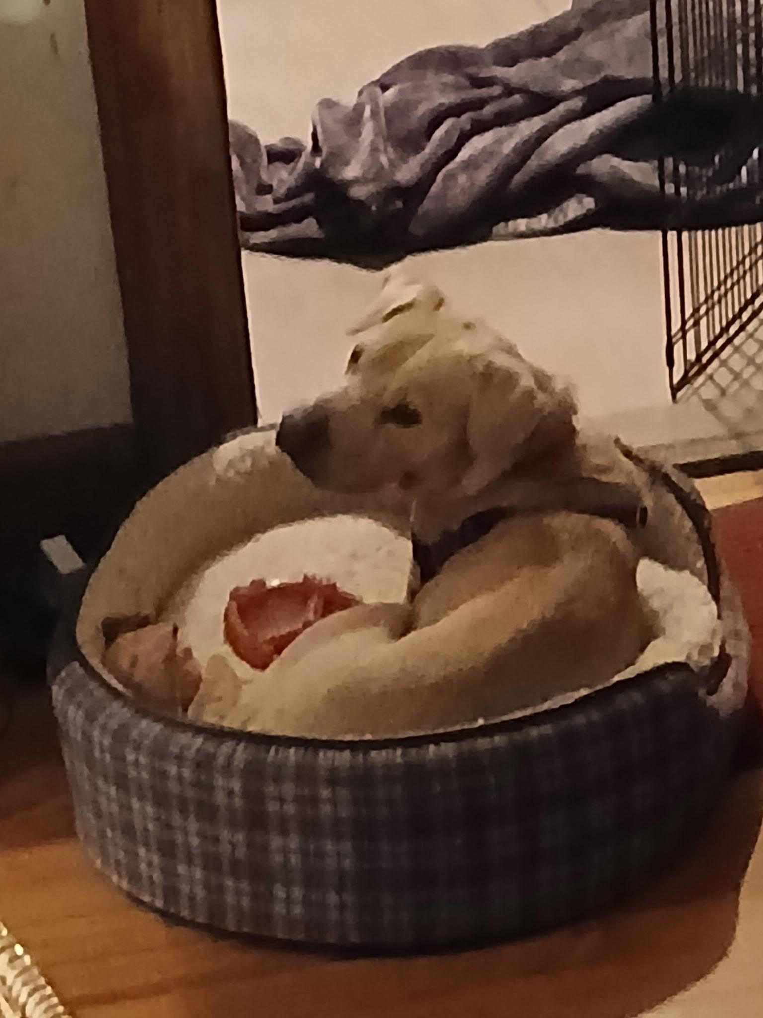 Ocean, a Adoptable mixed breed in Harrison, NY image 4/6