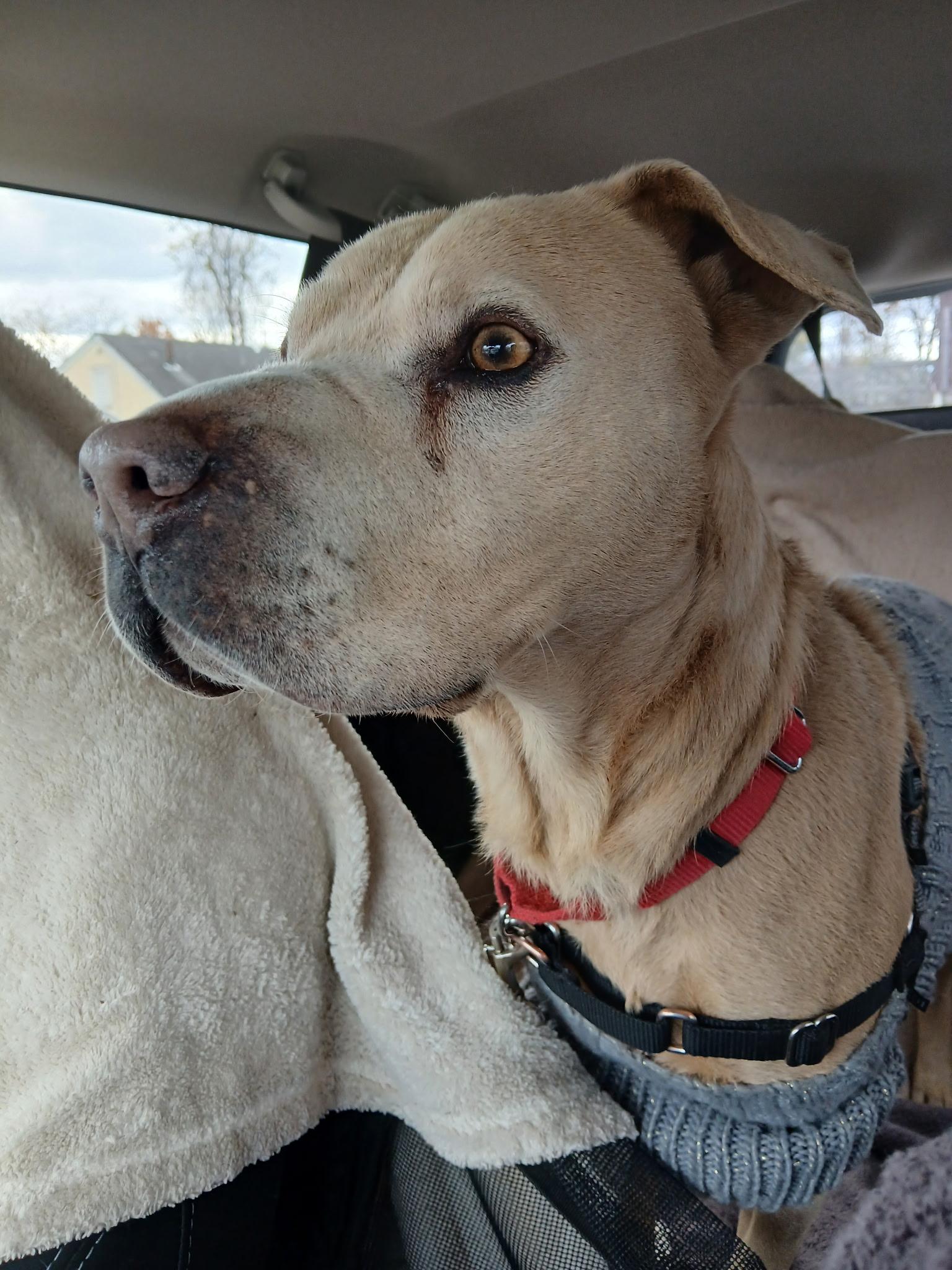 Ocean, a Adoptable mixed breed in Harrison, NY image 3/6