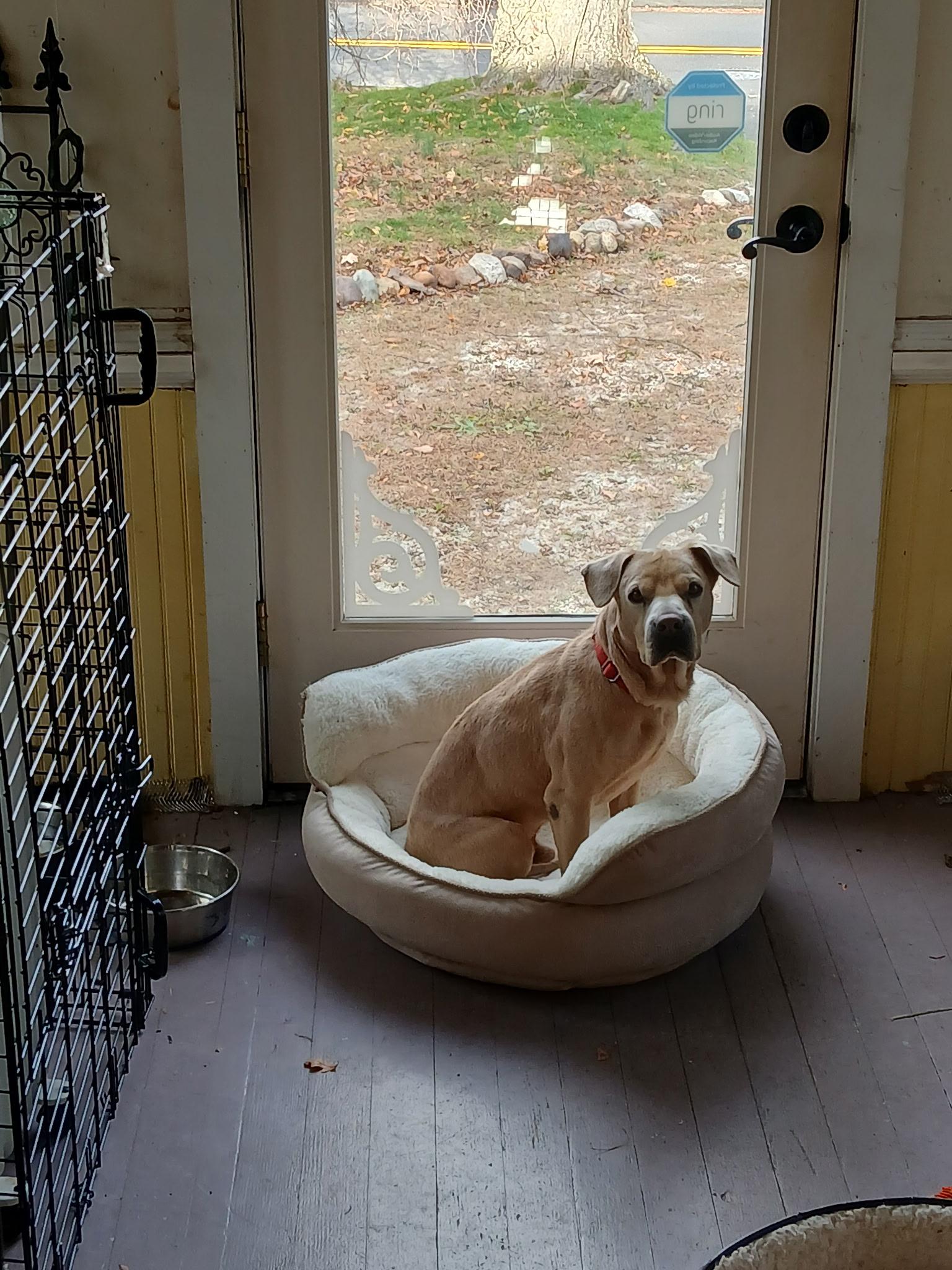 Ocean, a Adoptable mixed breed in Harrison, NY image 2/6