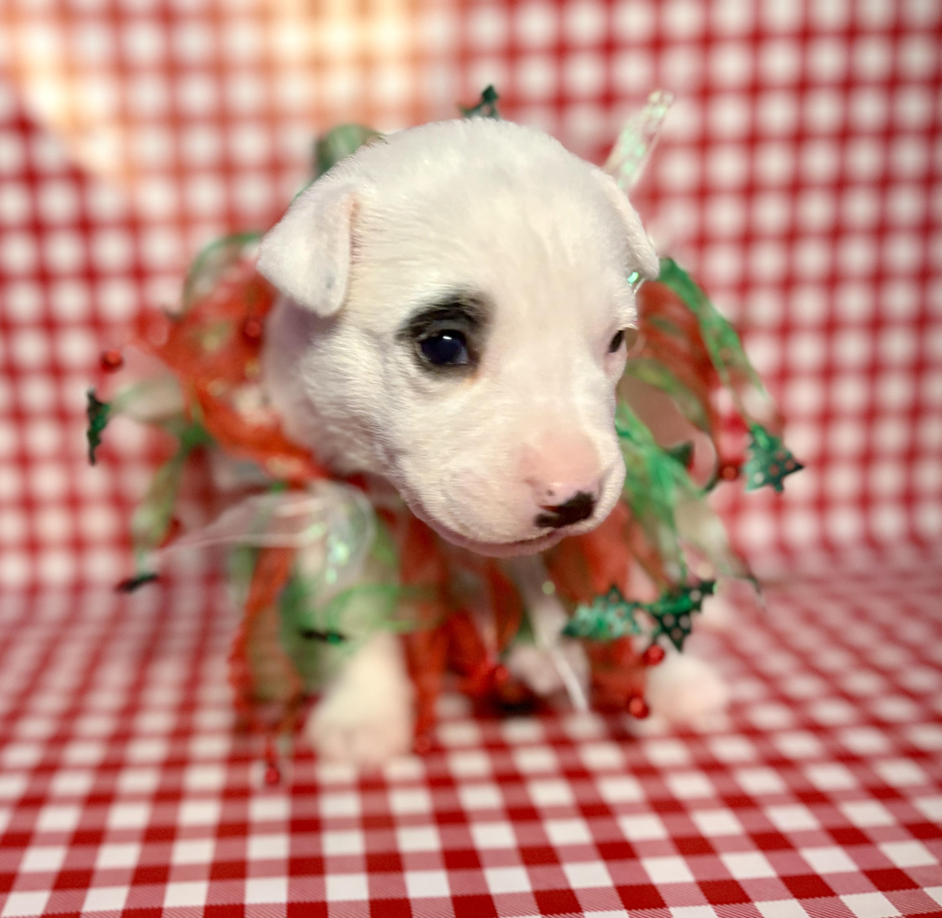 Luna Lovegood, a ADOPTABLE mixed breed in San Diego, CA image 1/5