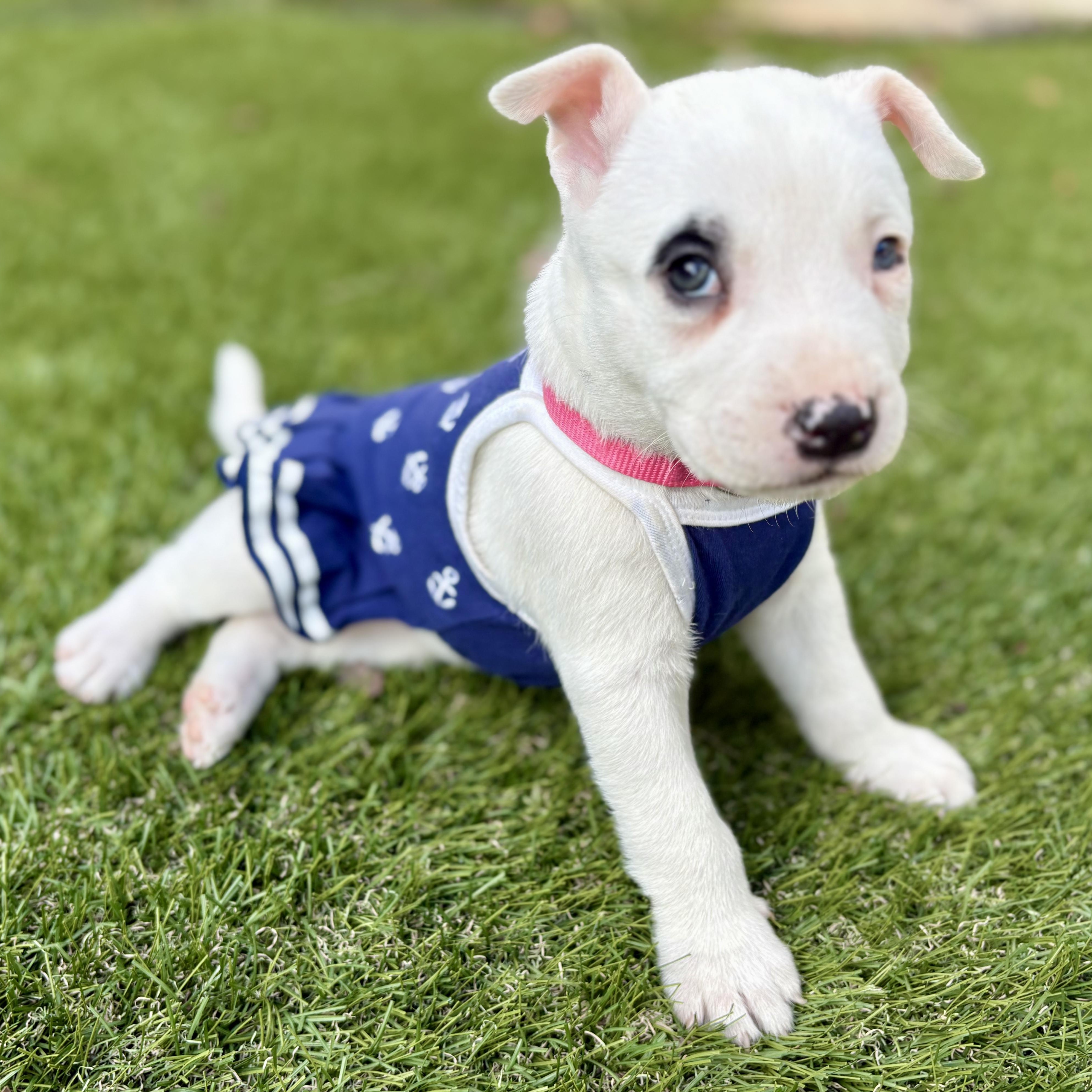 Luna Lovegood, a ADOPTABLE mixed breed in San Diego, CA image 2/5