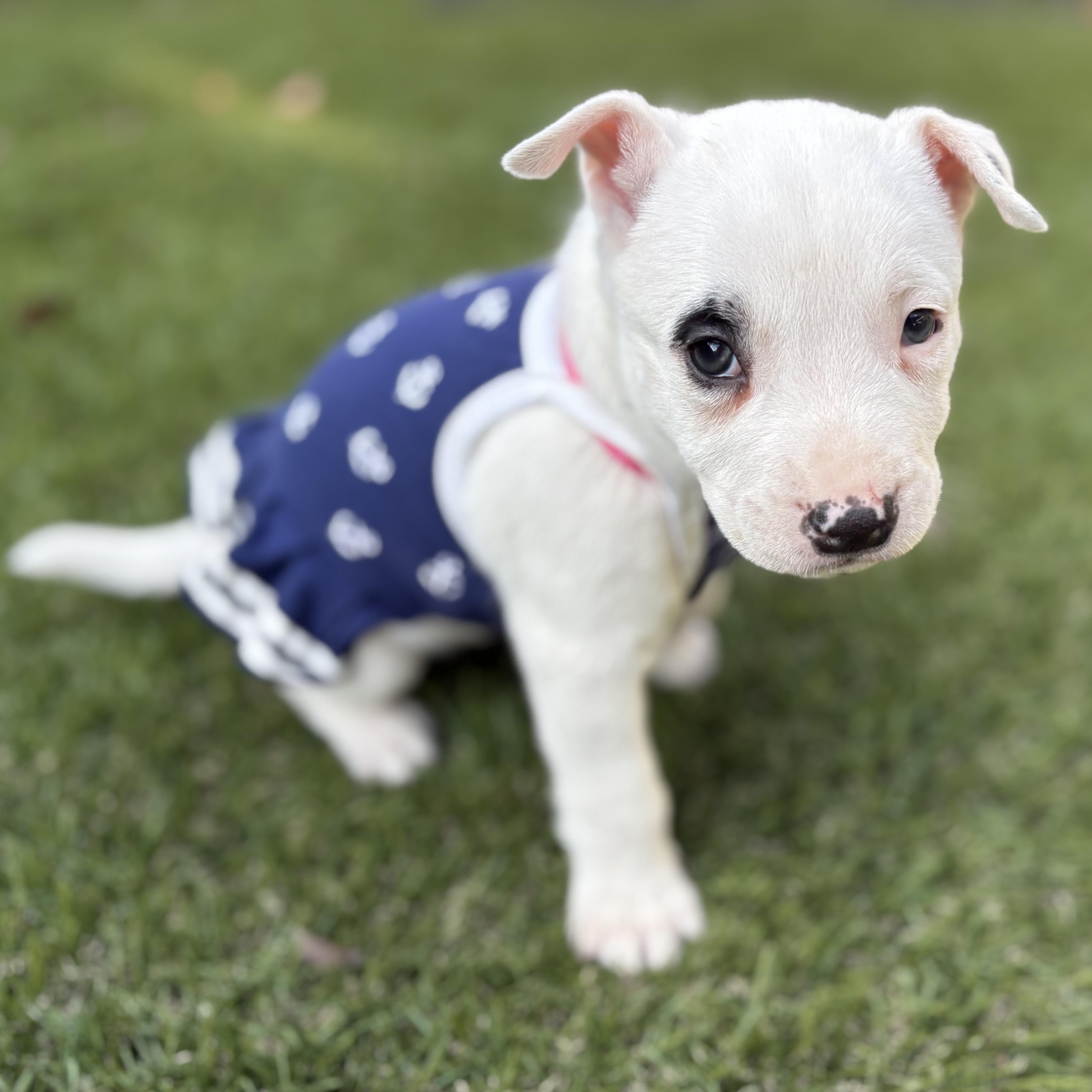 Luna Lovegood, a ADOPTABLE mixed breed in San Diego, CA image 3/5