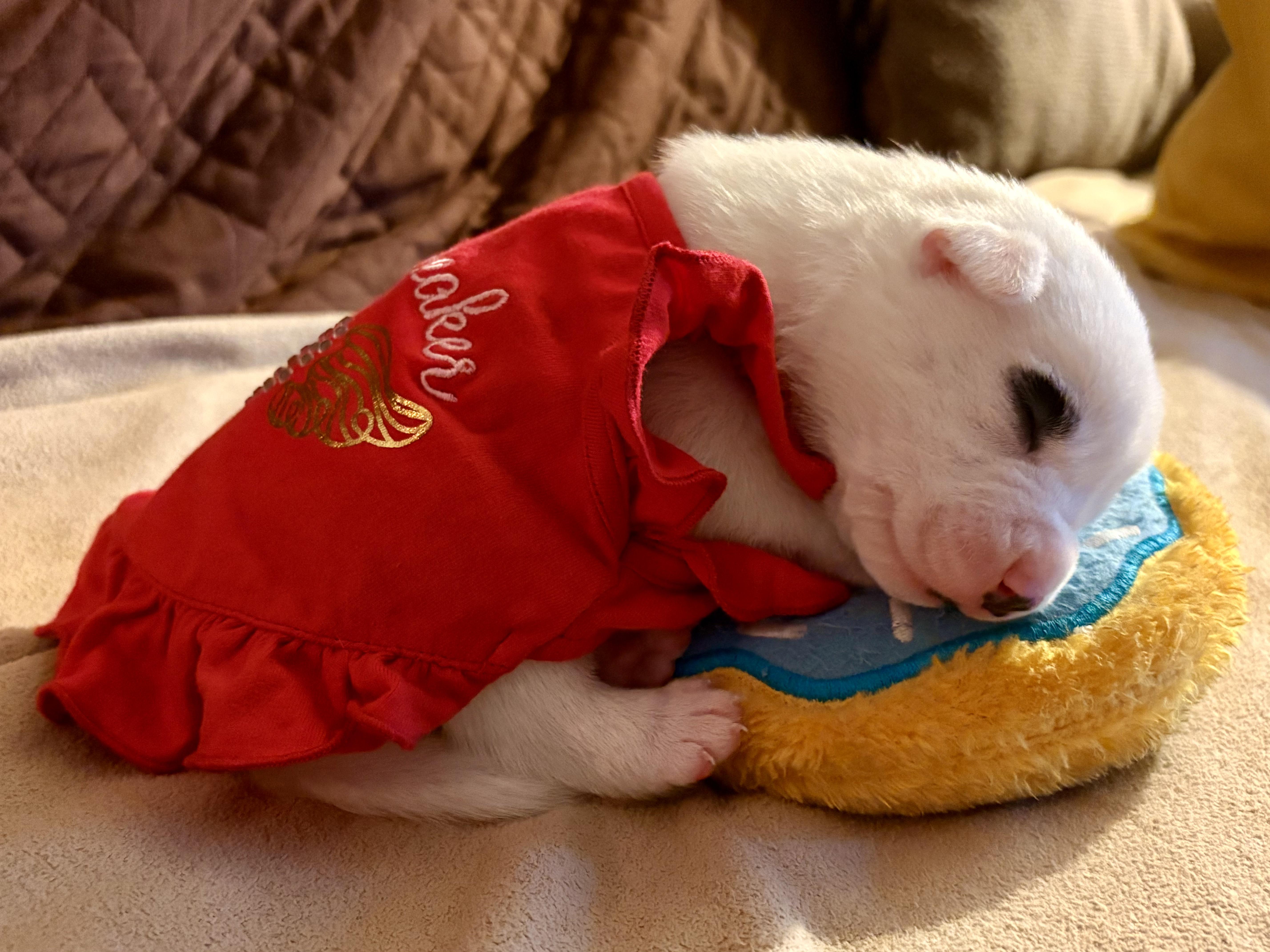 Luna Lovegood, a ADOPTABLE mixed breed in San Diego, CA image 4/5