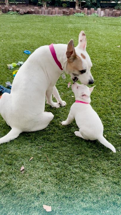 Enlarge Luna Lovegood, a ADOPTABLE mixed breed in San Diego, CA video 5/5