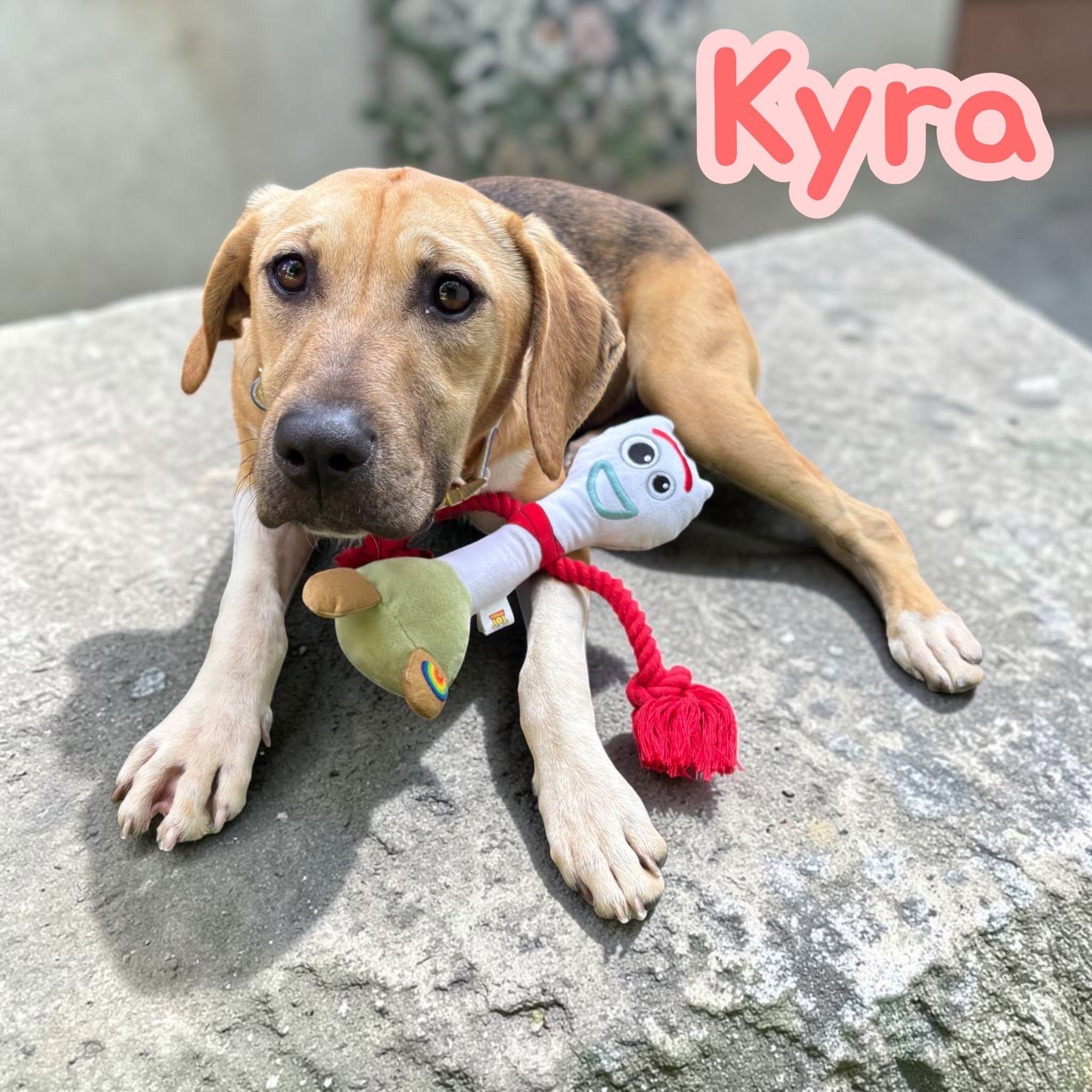 Rhodesian Ridgebacks for Adoption in Shippensburg, Pennsylvania