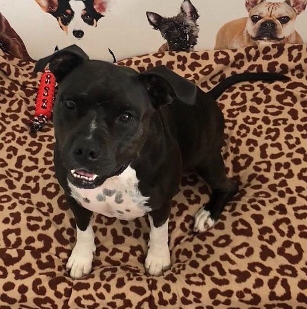 Enlarge Lola, a Adoptable Pit Bull Terrier in Pine Grove, PA image 1/2