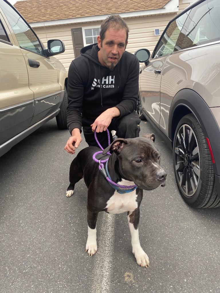 Enlarge Lola, a Adoptable Pit Bull Terrier in Pine Grove, PA image 2/2