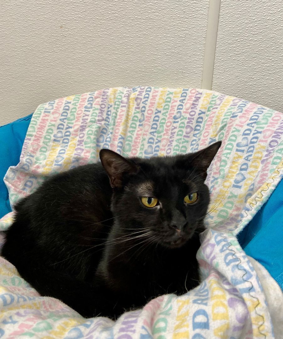 Ebony, a Adoptable Domestic Short Hair in Peru, IN image 1/8