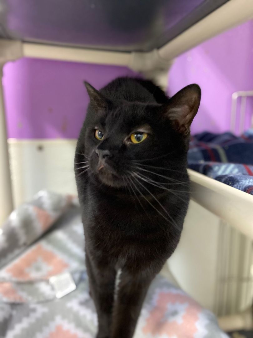 Ebony, a Adoptable Domestic Short Hair in Peru, IN image 2/8