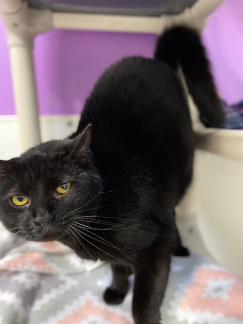 Ebony, a Adoptable Domestic Short Hair in Peru, IN image 3/8