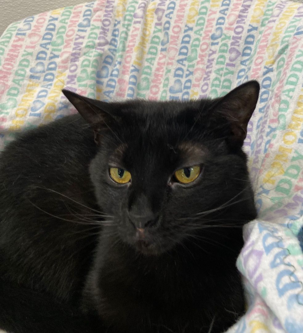 Ebony, a Adoptable Domestic Short Hair in Peru, IN image 4/8