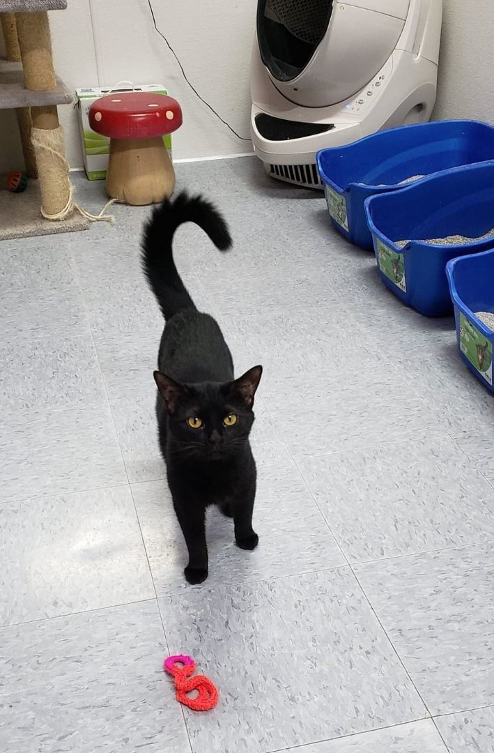 Ebony, a Adoptable Domestic Short Hair in Peru, IN image 5/8