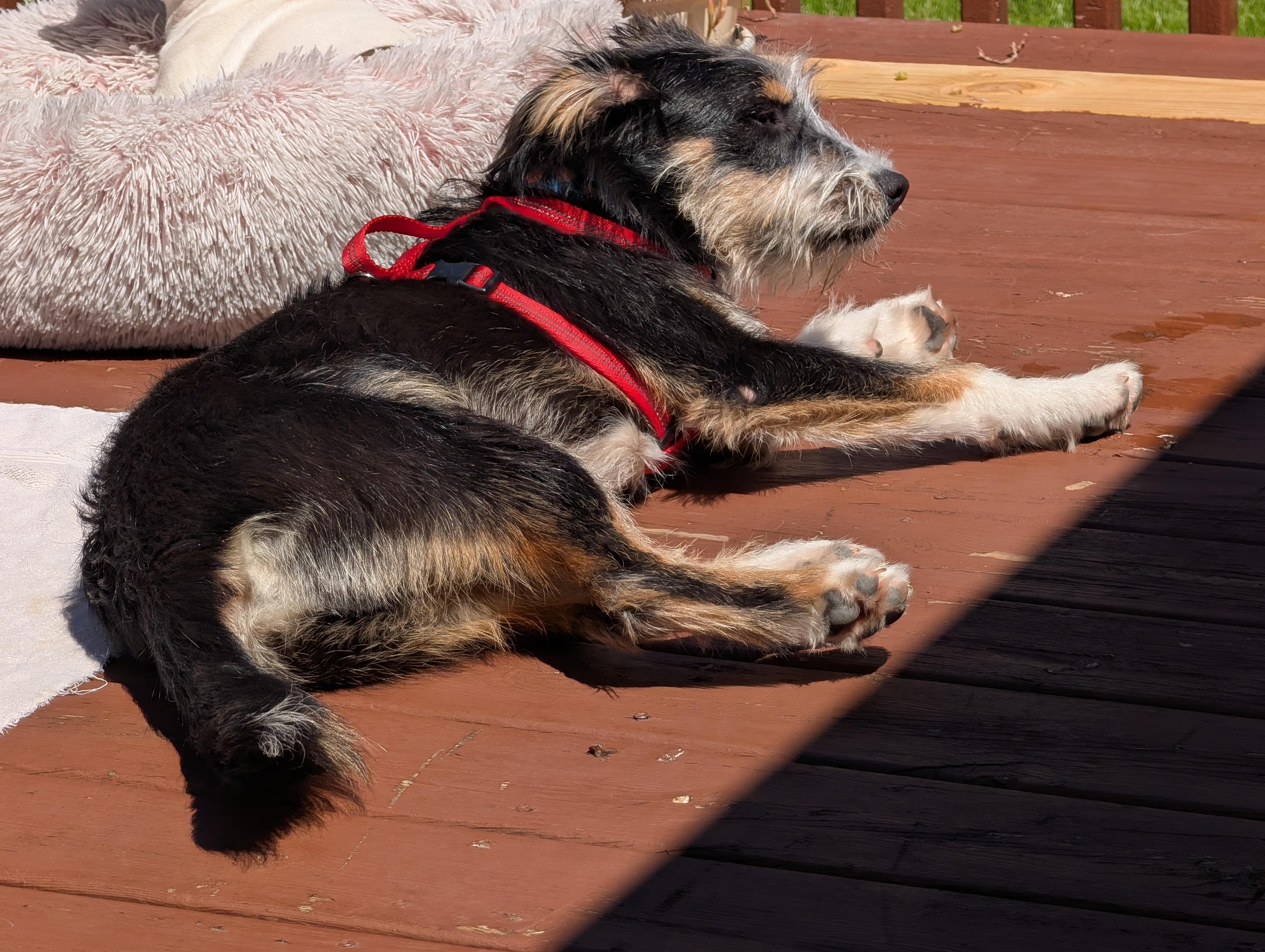 Rocky, a ADOPTABLE mixed breed in Aurora, IL image 3/5