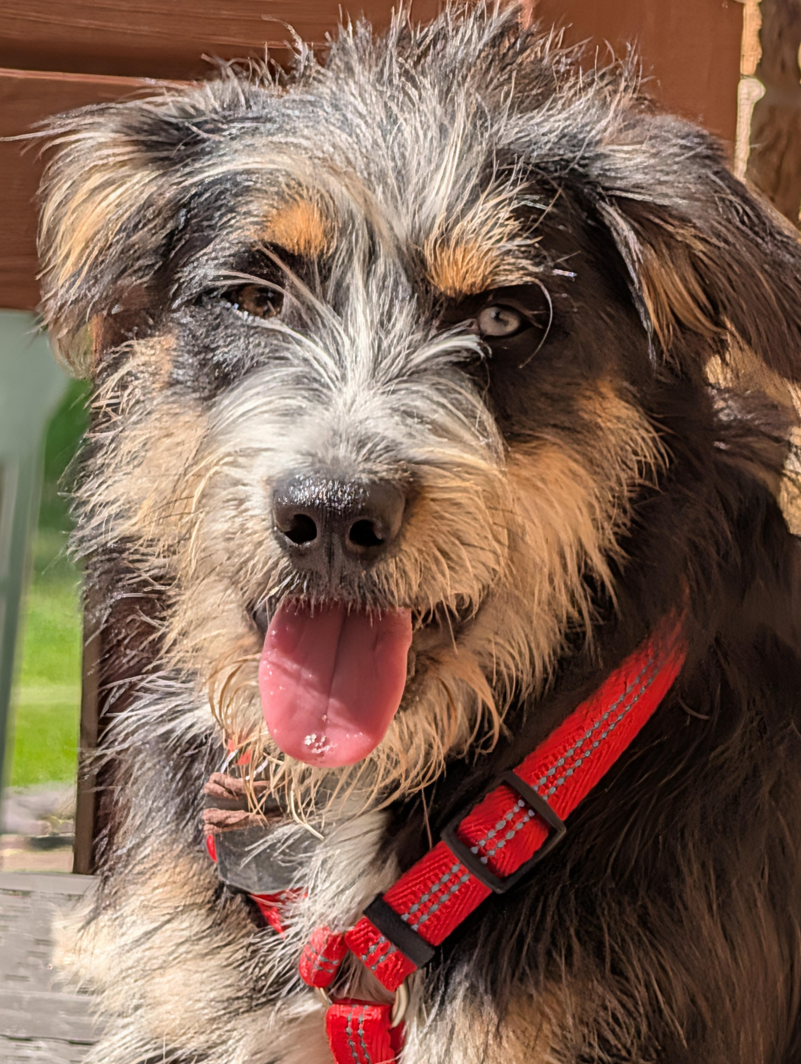 Rocky, ADOPTABLE, Young Male Miniature Schnauzer & Terrier.