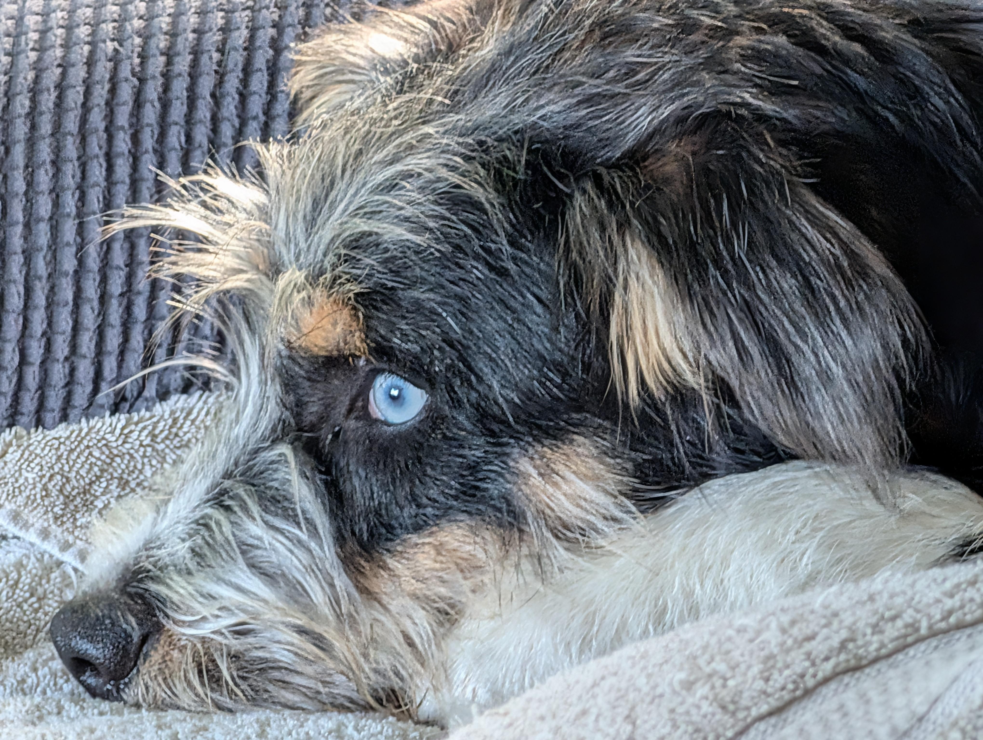 Rocky, a ADOPTABLE mixed breed in Aurora, IL image 2/5