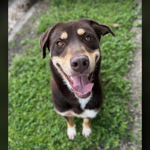 DAISY, Adoptable, Adult Female Labrador Retriever & Mixed Breed.