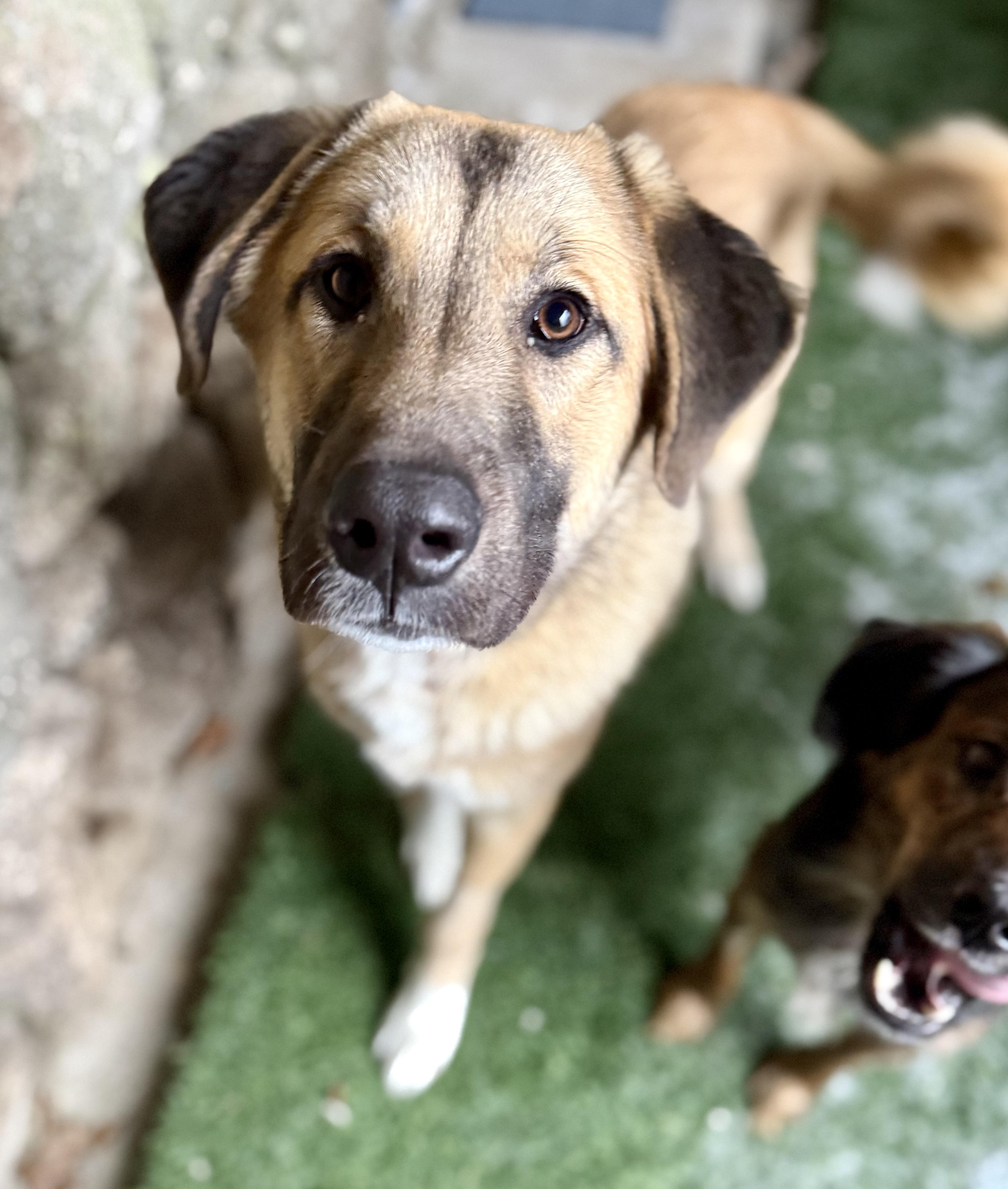 Big Foot thumbnail 2