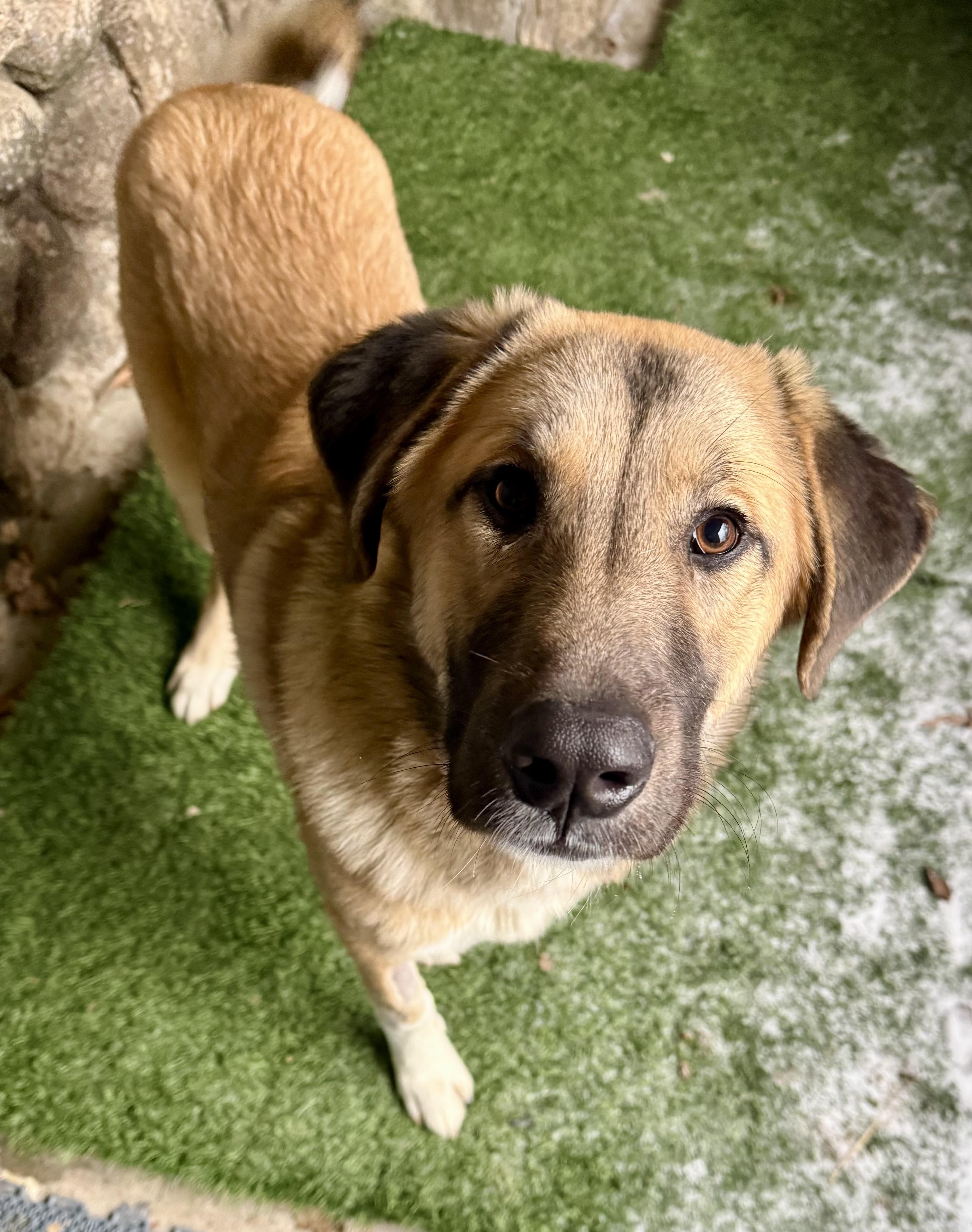 Big Foot, a ADOPTABLE Anatolian Shepherd in Tomkins Cove, NY image 3/5