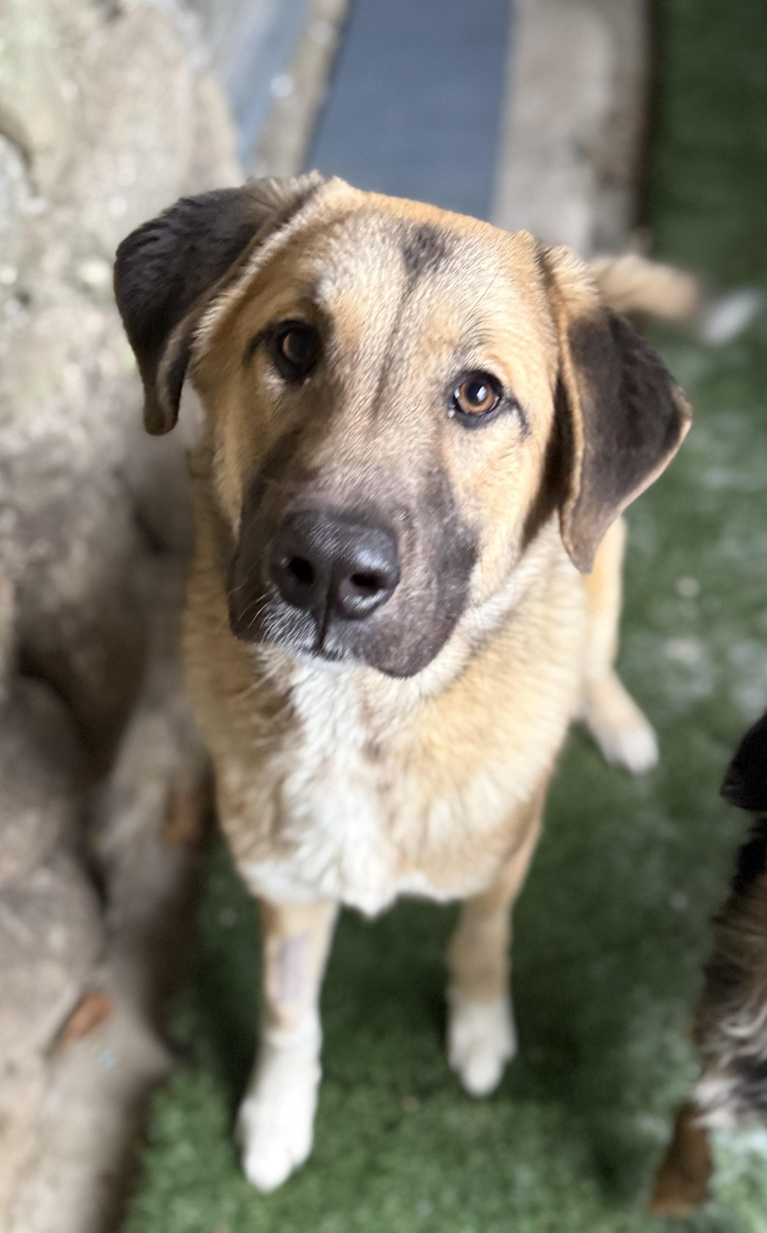 Big Foot, a ADOPTABLE Anatolian Shepherd in Tomkins Cove, NY image 1/5